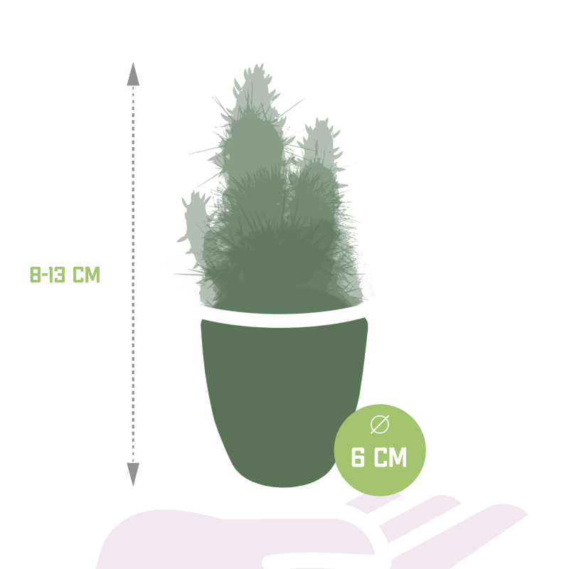 Kakteen-Mix 5 Stück im Keramiktopf, 5,5 cm Ø