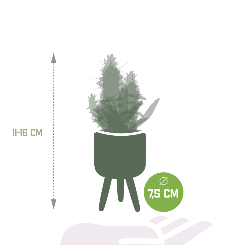 Kakteen und Sukkulenten Mix 15 Stück im Betontopf 5,5 cm Ø