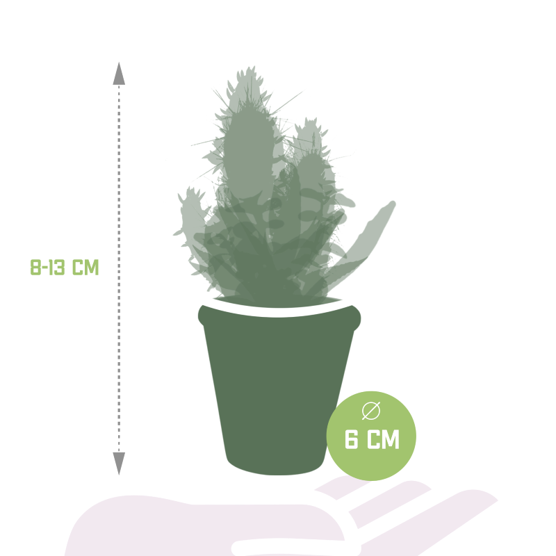 Kakteen und Sukkulenten Mix 15 Stück im Terracotta-Topf 5,5 cm Ø