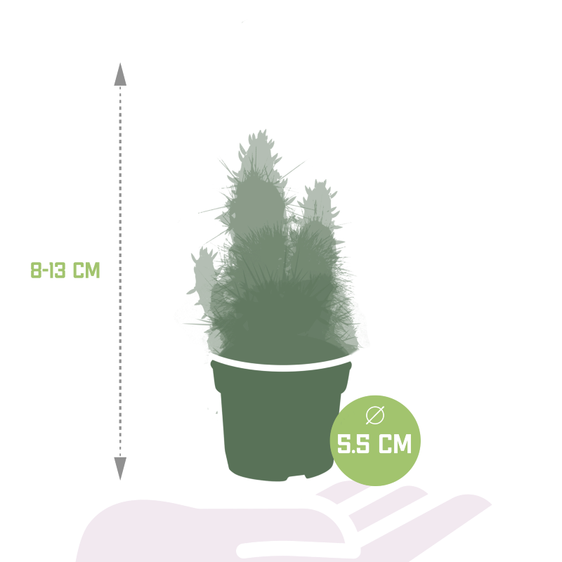 Kakteen und Sukkulenten Mix 15 Stück im Topf 5,5 cm Ø