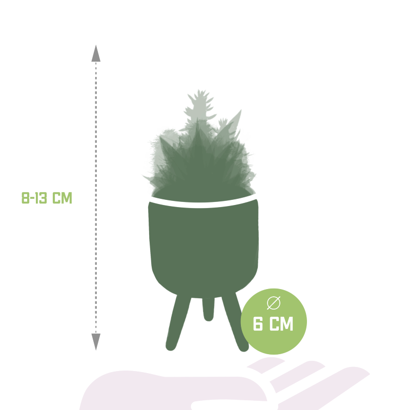 Kakteen und Sukkulenten Mix 15 Stück im Betontopf bunt 5,5 cm Ø