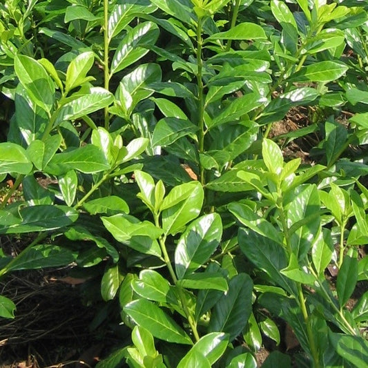 Kirschlorbeer 'Novita'
