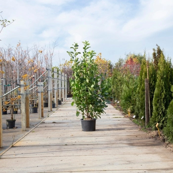 Kirschlorbeer 'Rotundifolia'