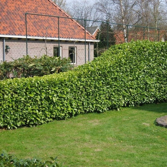 Kirschlorbeer 'Rotundifolia'
