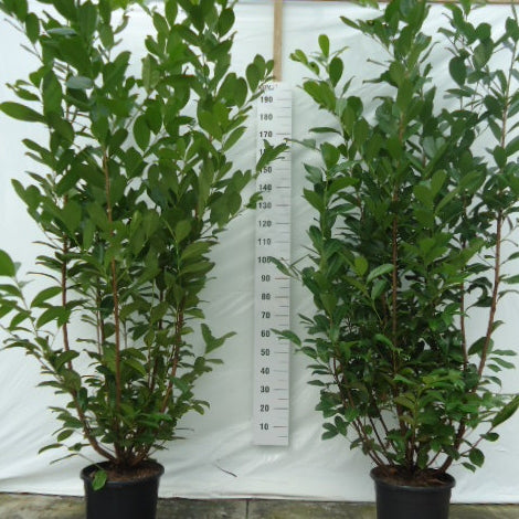 Kirschlorbeer 'Rotundifolia'