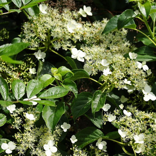 Kletterhortensie 'Petiolaris'