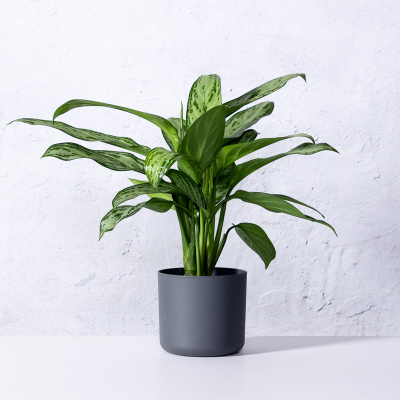 aglaonema pflanze Kolbenfaden kaufen | Aglaonema 'Silver Queen'