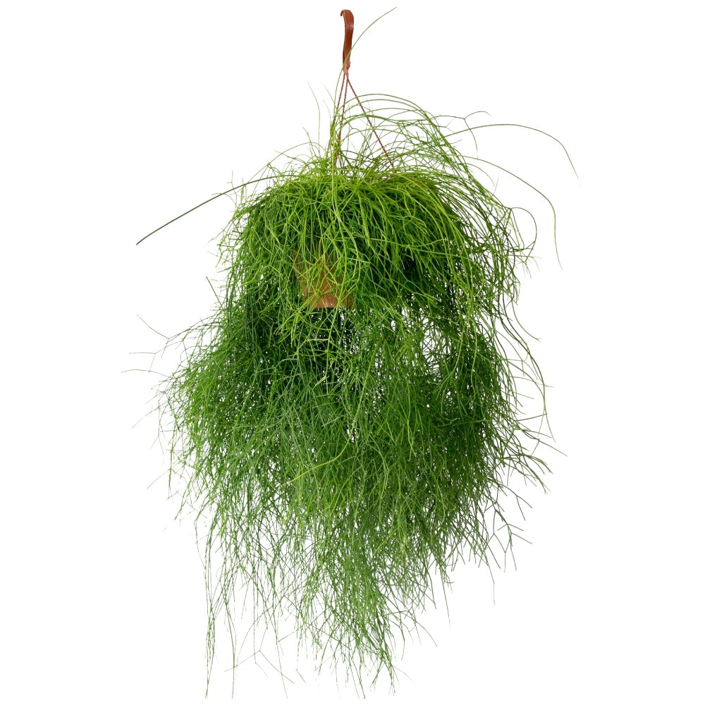 Binsenkaktus Cassutha kaufen | Rhipsalis Cassutha