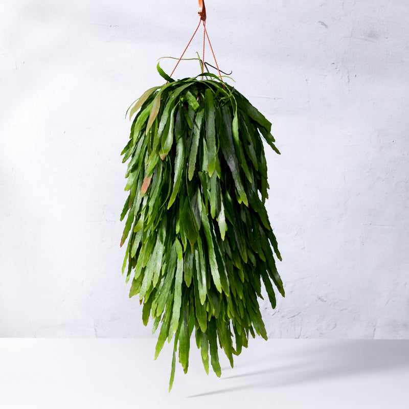 Korallenkaktus kaufen | Pseudorhipsalis ramulosa 'Red Coral'