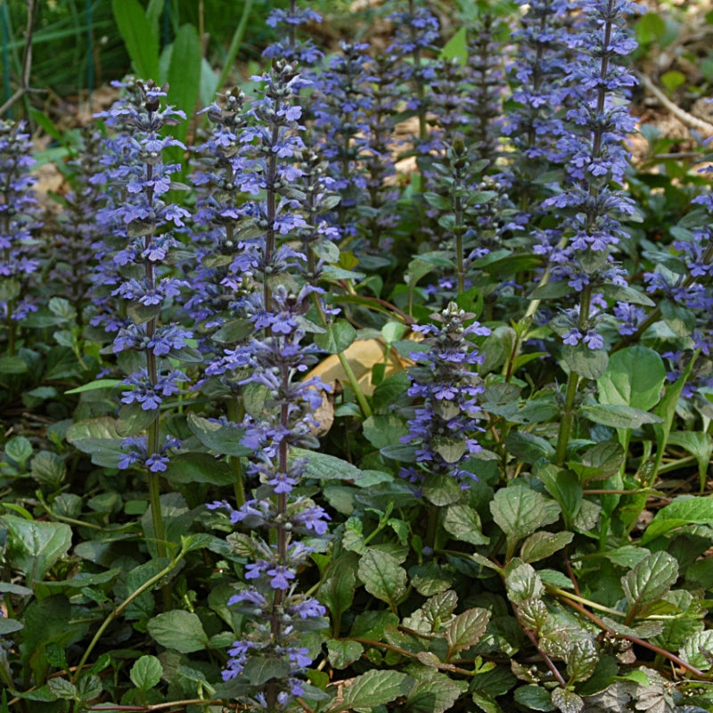 kriechender günsel vernichten Kriechender Günsel kaufen | Ajuga reptans