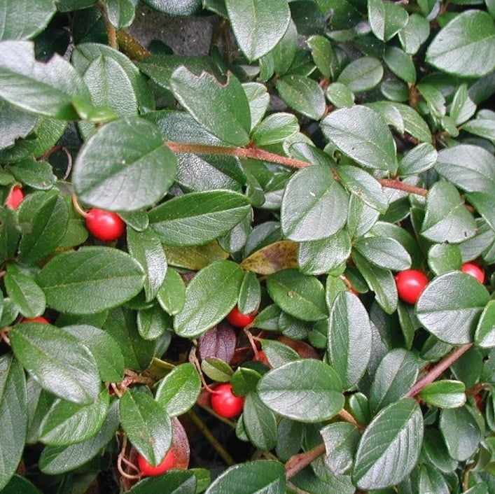 kriechmispel düngen Kriechmispel kaufen | Cotoneaster dammeri