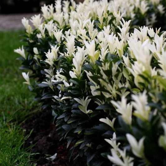 Kriechspindel 'Paloma Blanca'