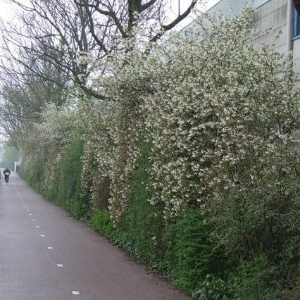 Kupfer-Felsenbirne