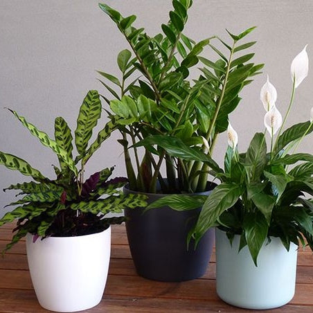 Lanzenblättrige Korbmarante