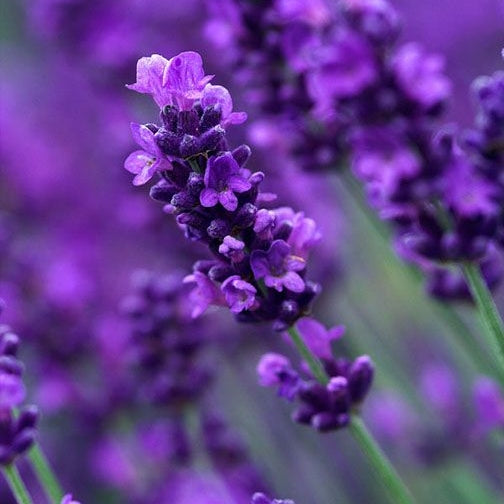 Lavendel