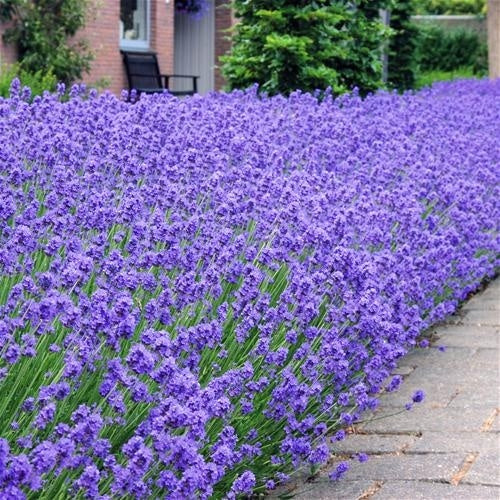 Lavendel