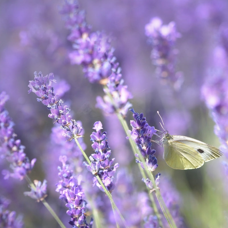 Lavendel