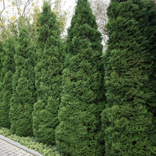 thuja kaufen holland Lebensbaum 'Holmstrup' | kaufen