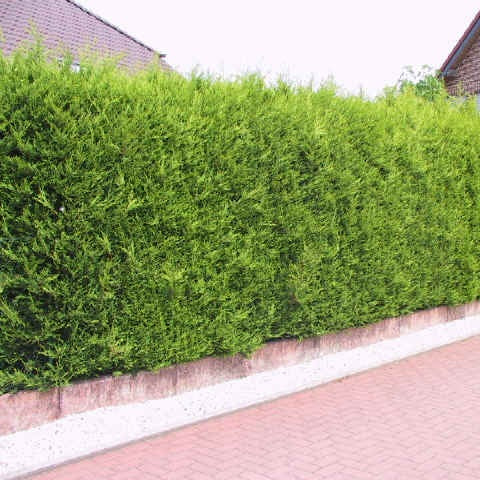 Gelbe Leyland-Zypresse 'Castlewellan Gold'