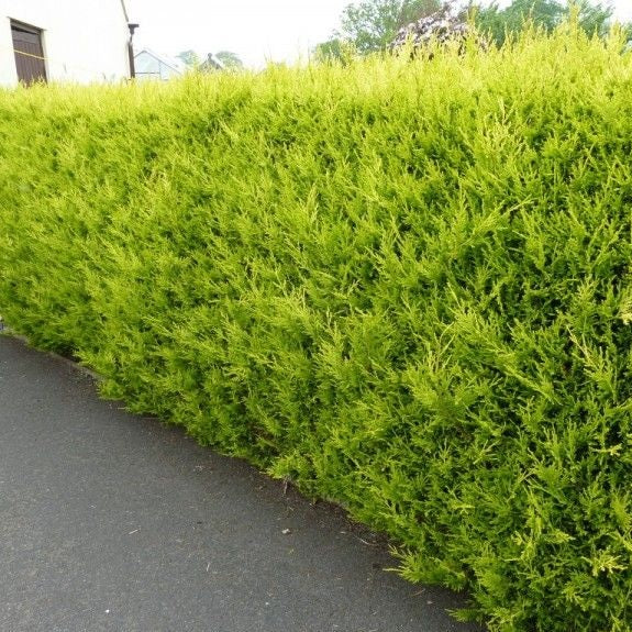 leyland zypresse düngen Gelbe Leyland-Zypresse 'Castlewellan Gold' kaufen | Cupressocyparis  leylandii 'Castlewellan Gold'
