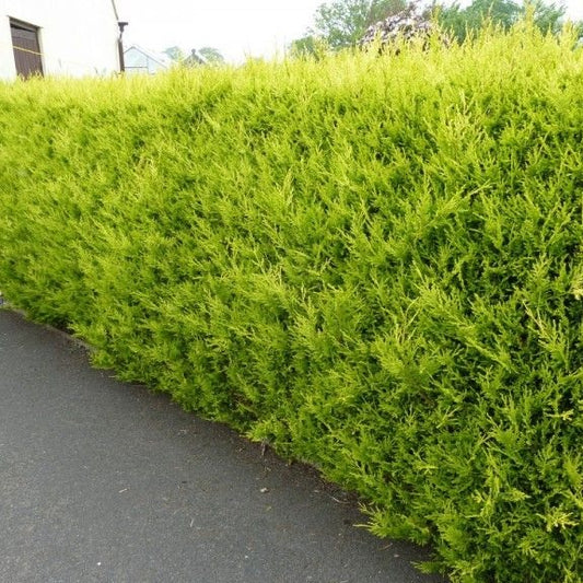 Gelbe Leyland-Zypresse 'Castlewellan Gold'