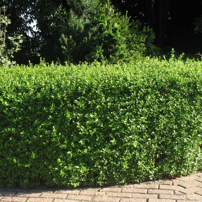 Ligusterhecke