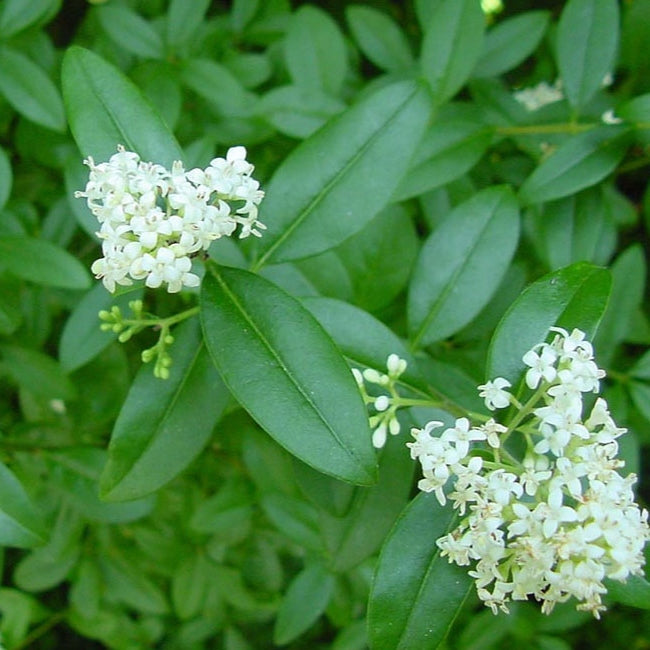 Ligusterhecke