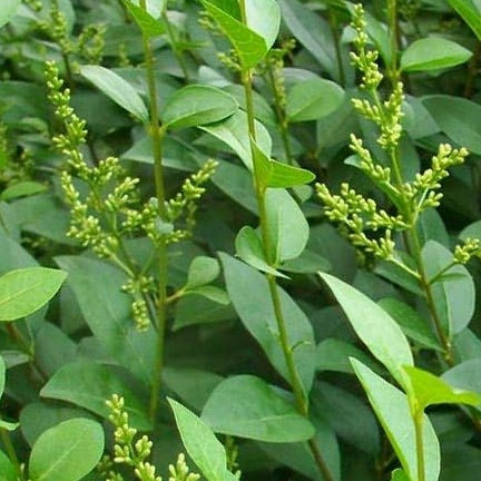Ligusterhecke