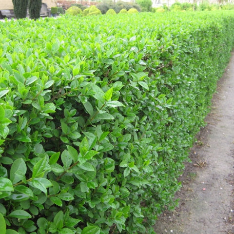 Ligusterhecke