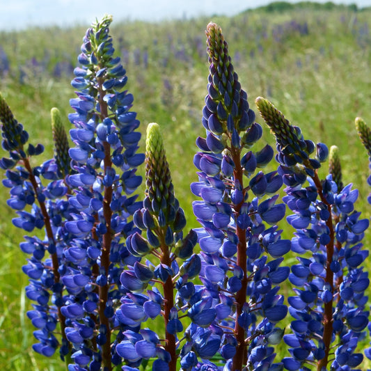 Lupine blau