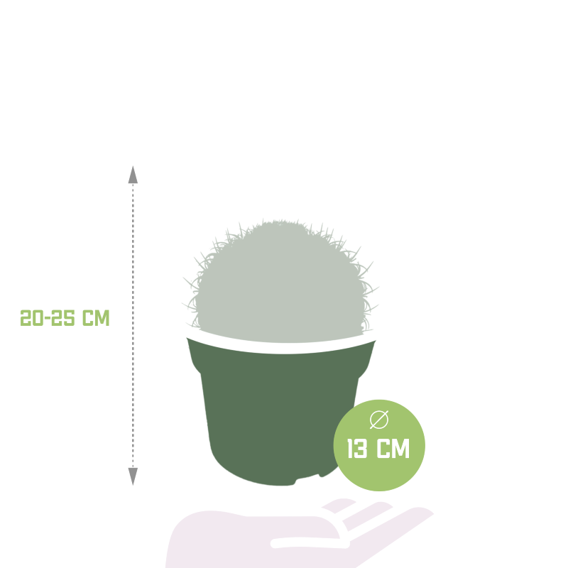 Melocactus matanzanus im Topf 13 cm Ø
