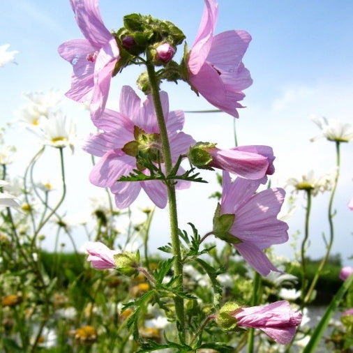 Moschus-Malve rosa