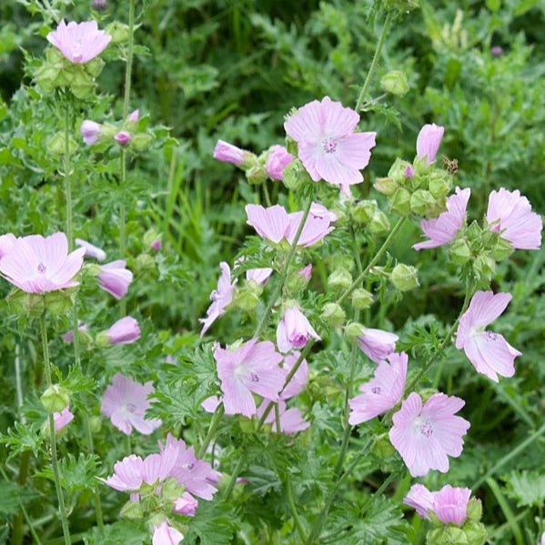 Moschus-Malve rosa
