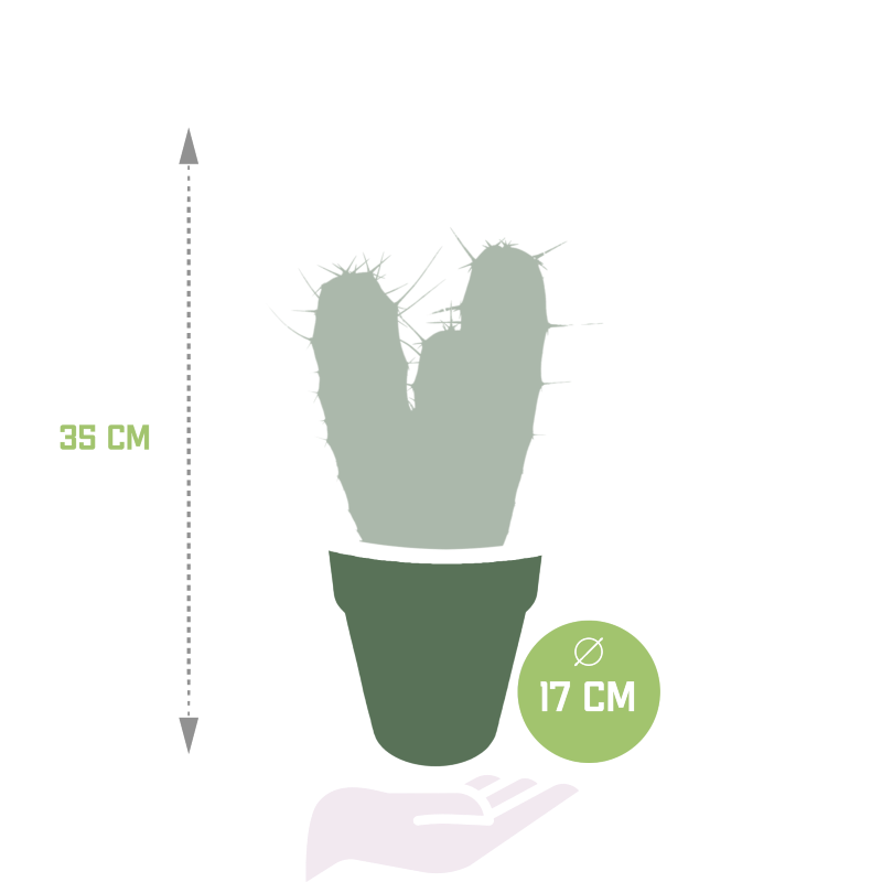 Myrtillocactus Geometrizans im Dekotopf grau 17 cm Ø