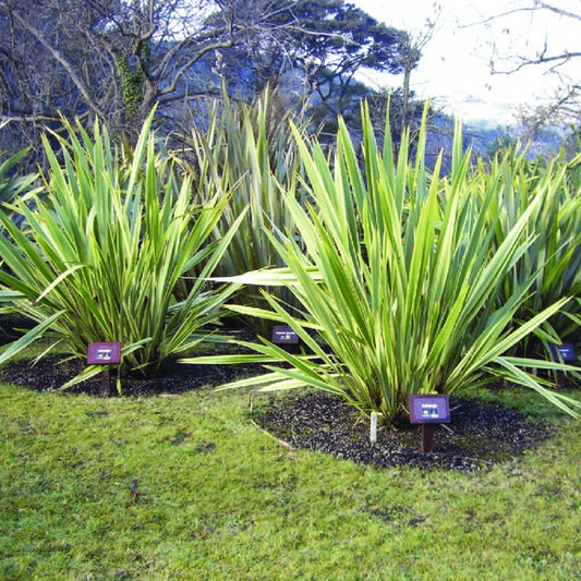 Neuseeländer Flachs grün