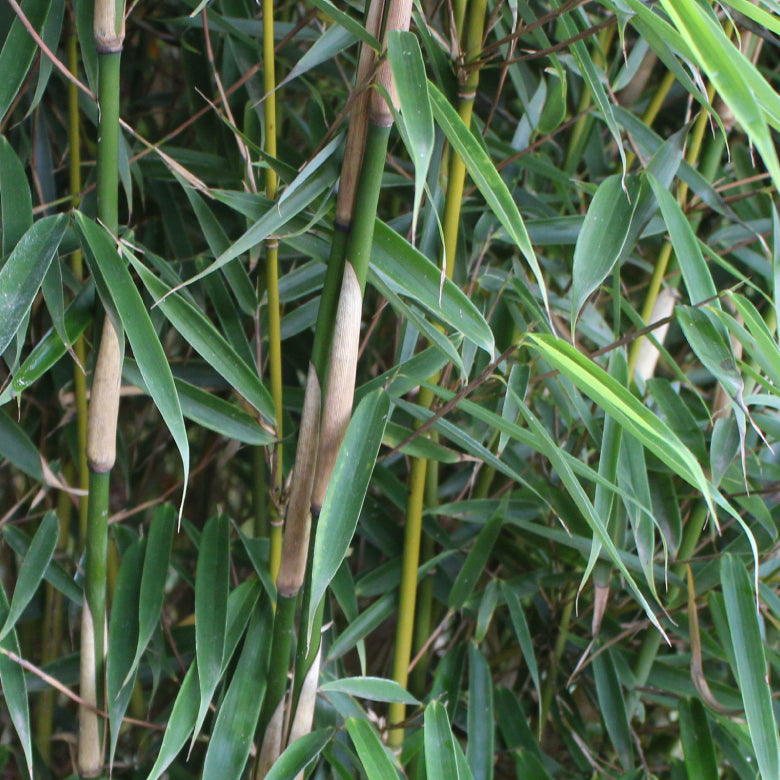 Nicht wuchernder Bambus 'Campbell' kaufen | Fargesia robusta 'Campbell'