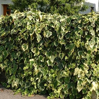 Nordafrikanischer Efeu