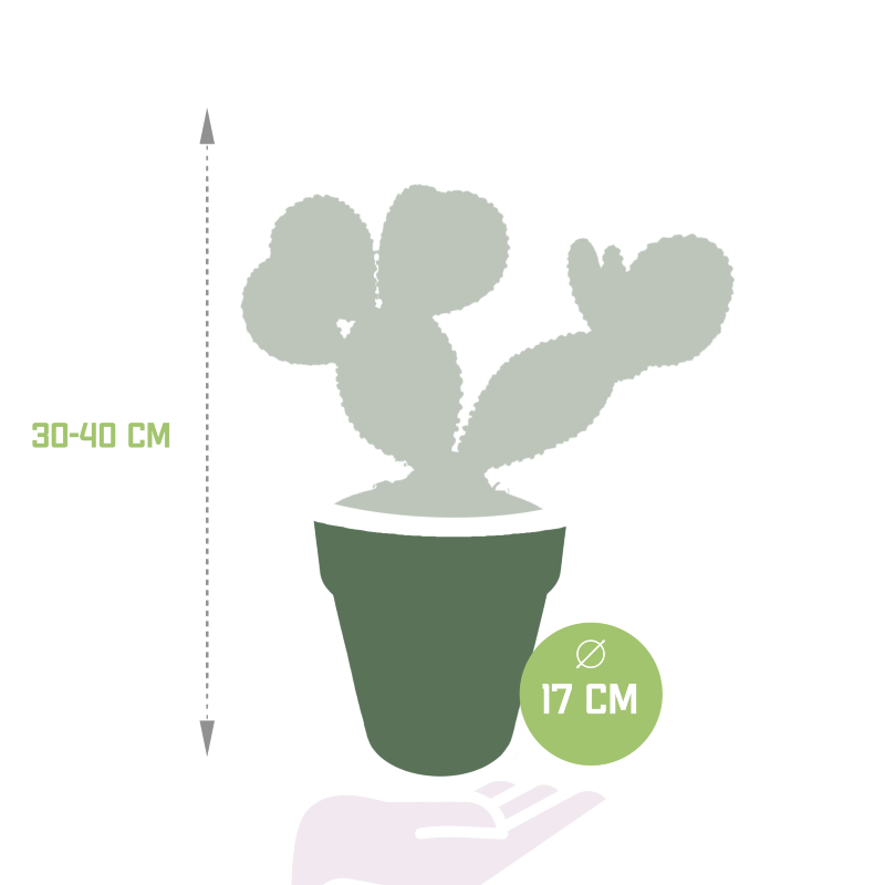 Opuntia Microdasys im Dekotopf grau, 17 cm Ø