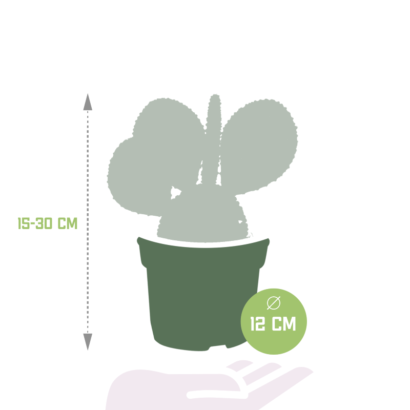 Opuntia Microdasys im Topf 12 cm Ø