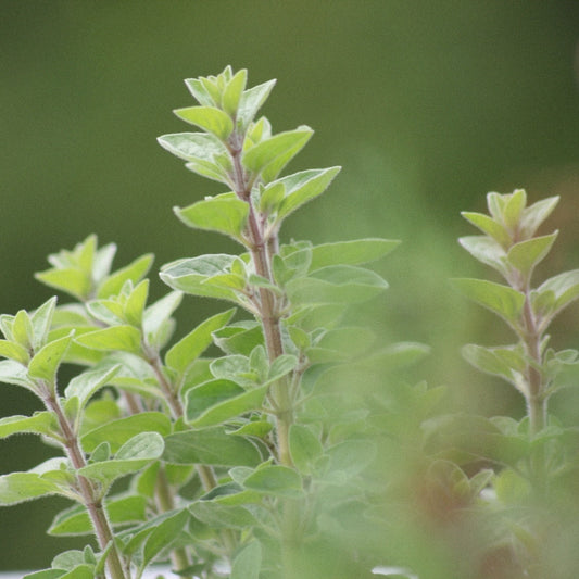 Oregano
