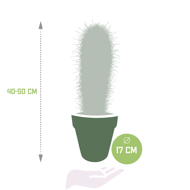 Elefantenkaktus im Dektopf grau 17 cm Ø