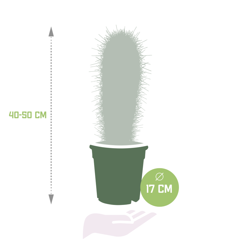 Elefantenkaktus im 17 cm Topf Ø