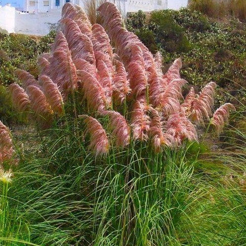 Pampasgras rosa