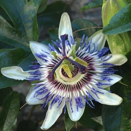passionsblume als zimmerpflanze Passionsblume | kaufen
