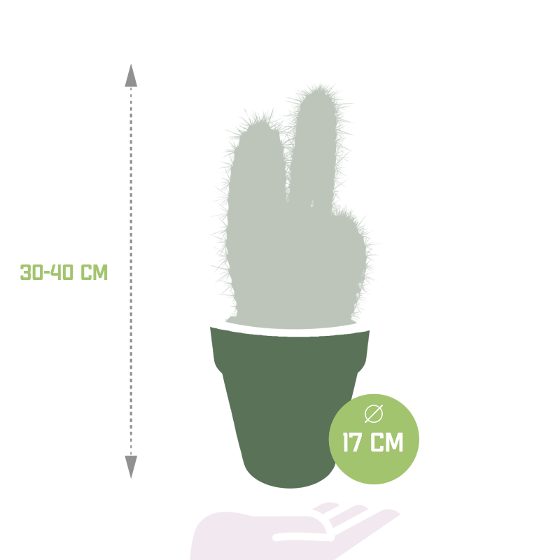 Pilosocereus azureus im Terracotta-Topf 17 cm Ø