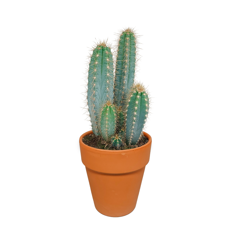 Pilosocereus azureus im Terracotta-Topf 17 cm Ø