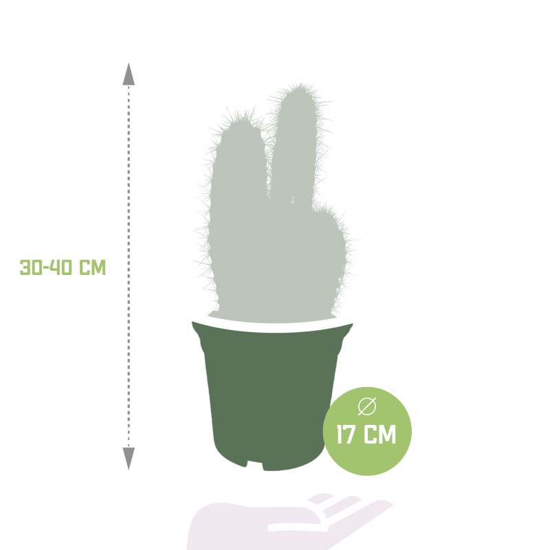 Pilosocereus azureus im Topf 17 cm Ø