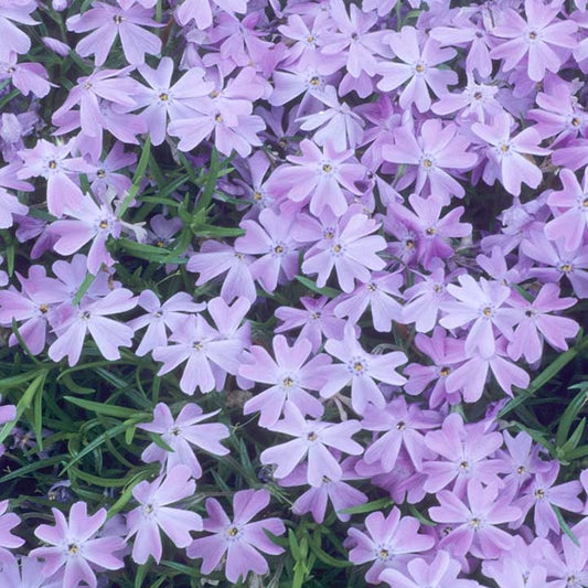 Polster-Phlox blau