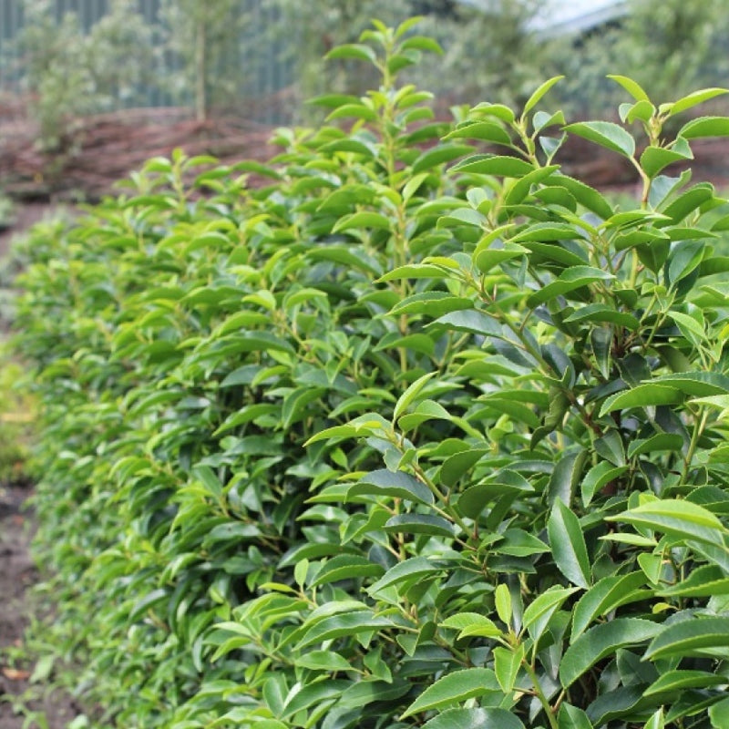portugiesischer kirschlorbeer schatten Portugiesischer Kirschlorbeer kaufen | Prunus lusitanica 'Angustifolia'