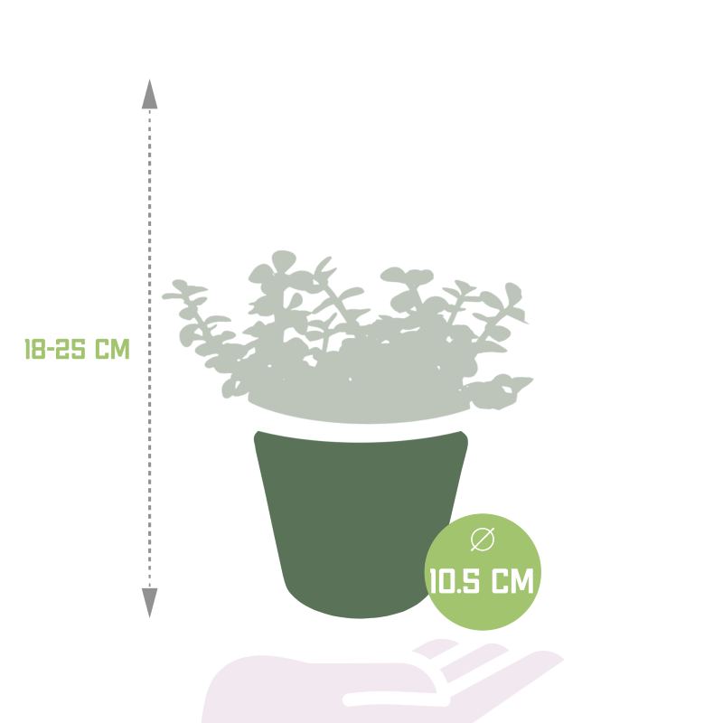 Portulacaria afra grün im Dekotopf weiß 10,5 cm Ø